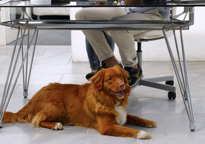 Why should you bring your dog to work?