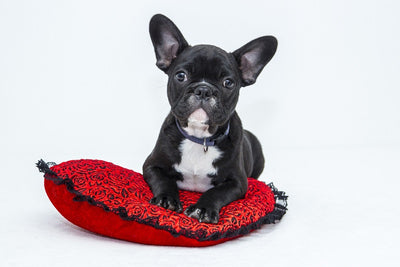 Which dog accessories will you mostly need?