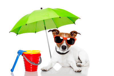 Keeping your dog cool in the scorching summer heat
